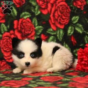 Daffodil, Pomsky Puppy